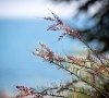 Курортный комплекс «Эко Вилладж» Алушта, Крым #16