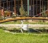 Коронелли Феодосия - официальный сайт