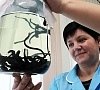 Гирудотерапия, отдых все включено №8