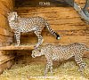Отель «Ялта Интурист» Крым #47