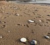 Отель Флора Новый Афон - официальный сайт