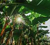 Отель «Dreamland Oasis» Батуми, Грузия #31