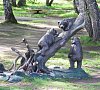 Карагайский бор  Челябинская область - официальный сайт