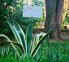 Отель «Wellness Park» Гагра #58