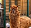 Руза Фэмили Парк Новорижское шоссе цены