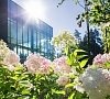 Верба Майер Ярославское шоссе