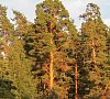 Рудня Минская область цены